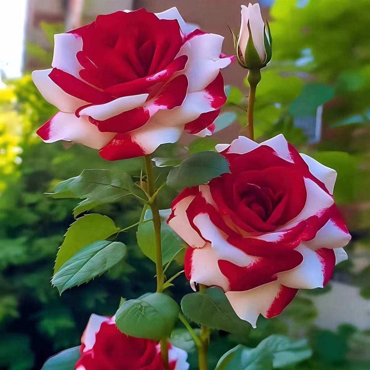 9598那一朵红白相间的玫瑰,犹如初夏清晨的阳光,明媚而温柔.