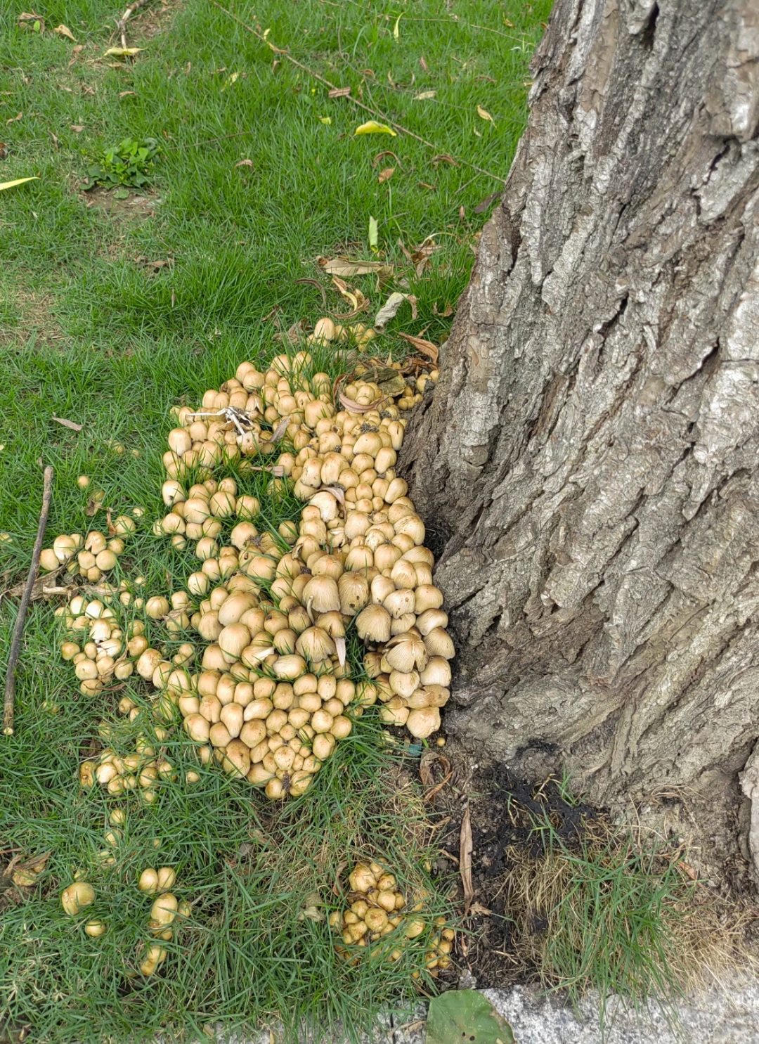 蘑菇家族在树下悄然生长,探出好奇的小脑袋