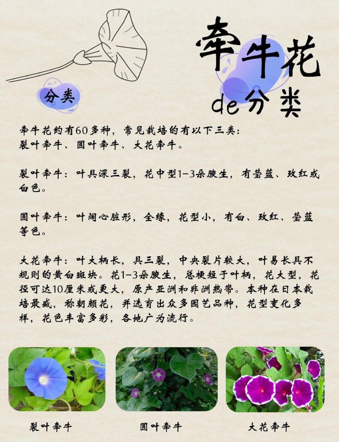 牵牛花的结构图图片