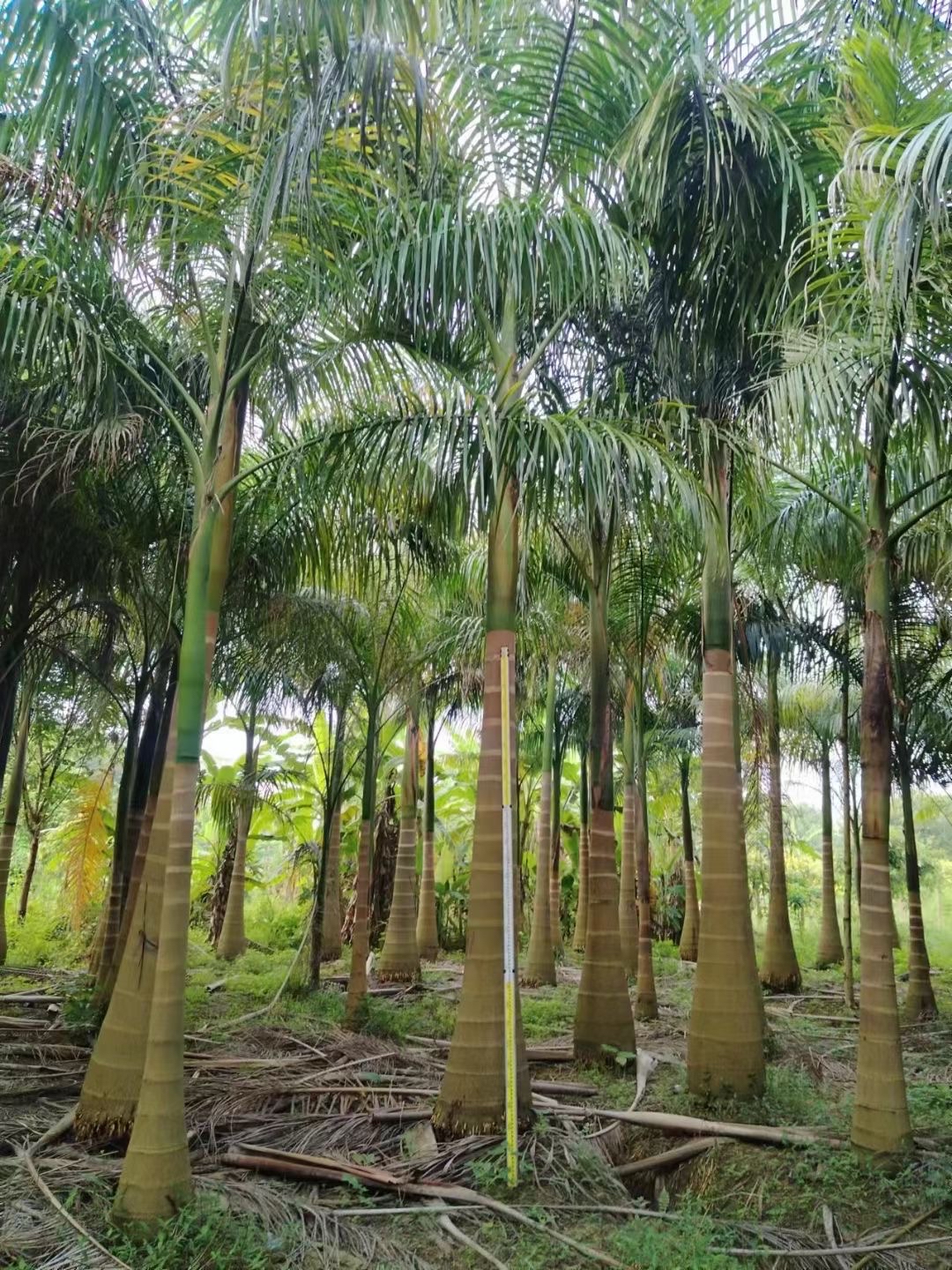 大王椰椰子图片