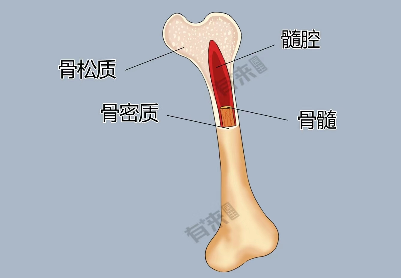 黄骨髓红骨髓图片