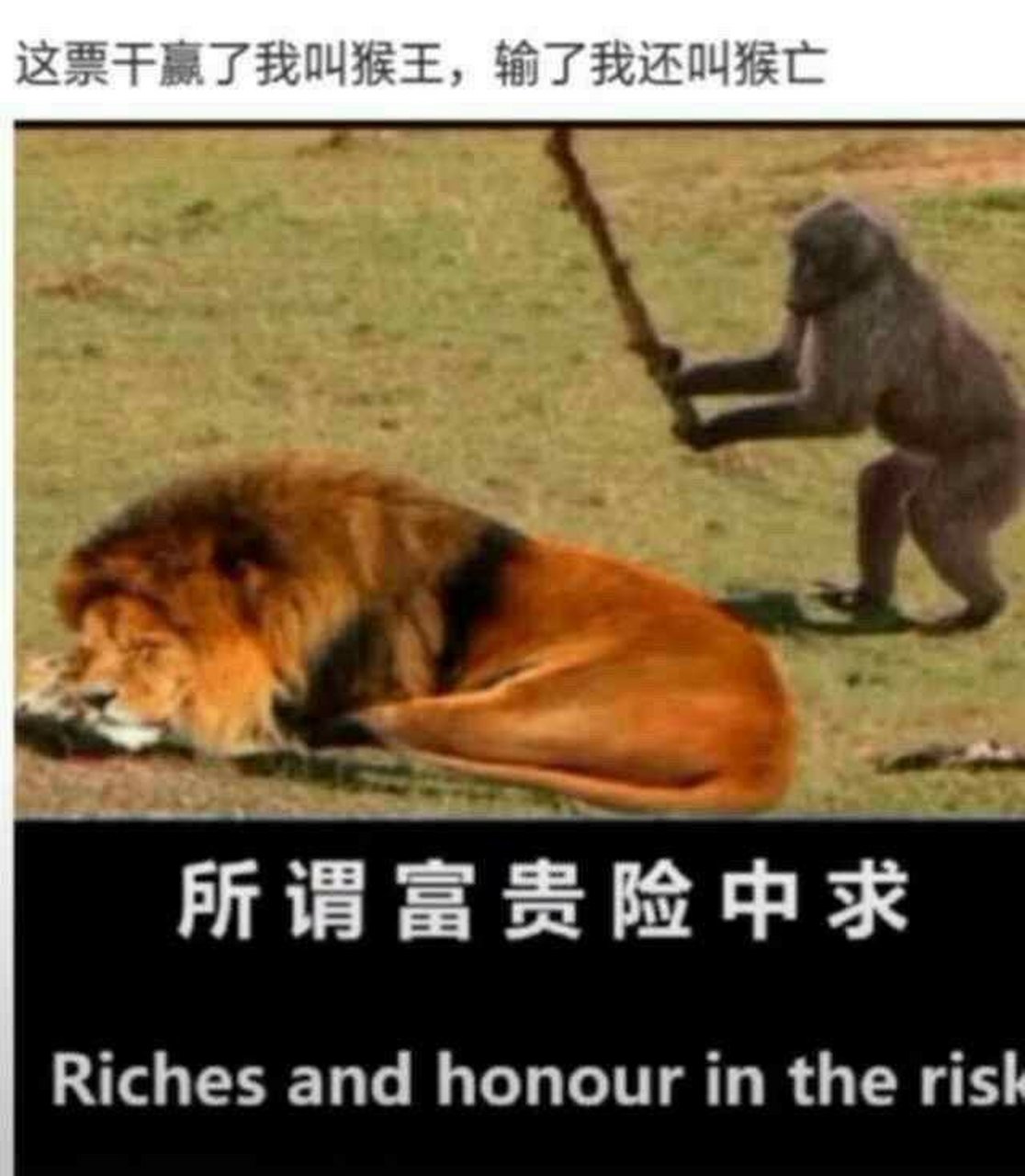 正所谓富贵险中求[滑稽] 所以这一波是猴王还是猴亡呢[滑稽]
