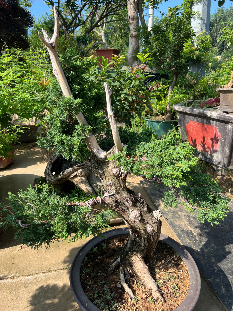 精品柏树盆景老气感