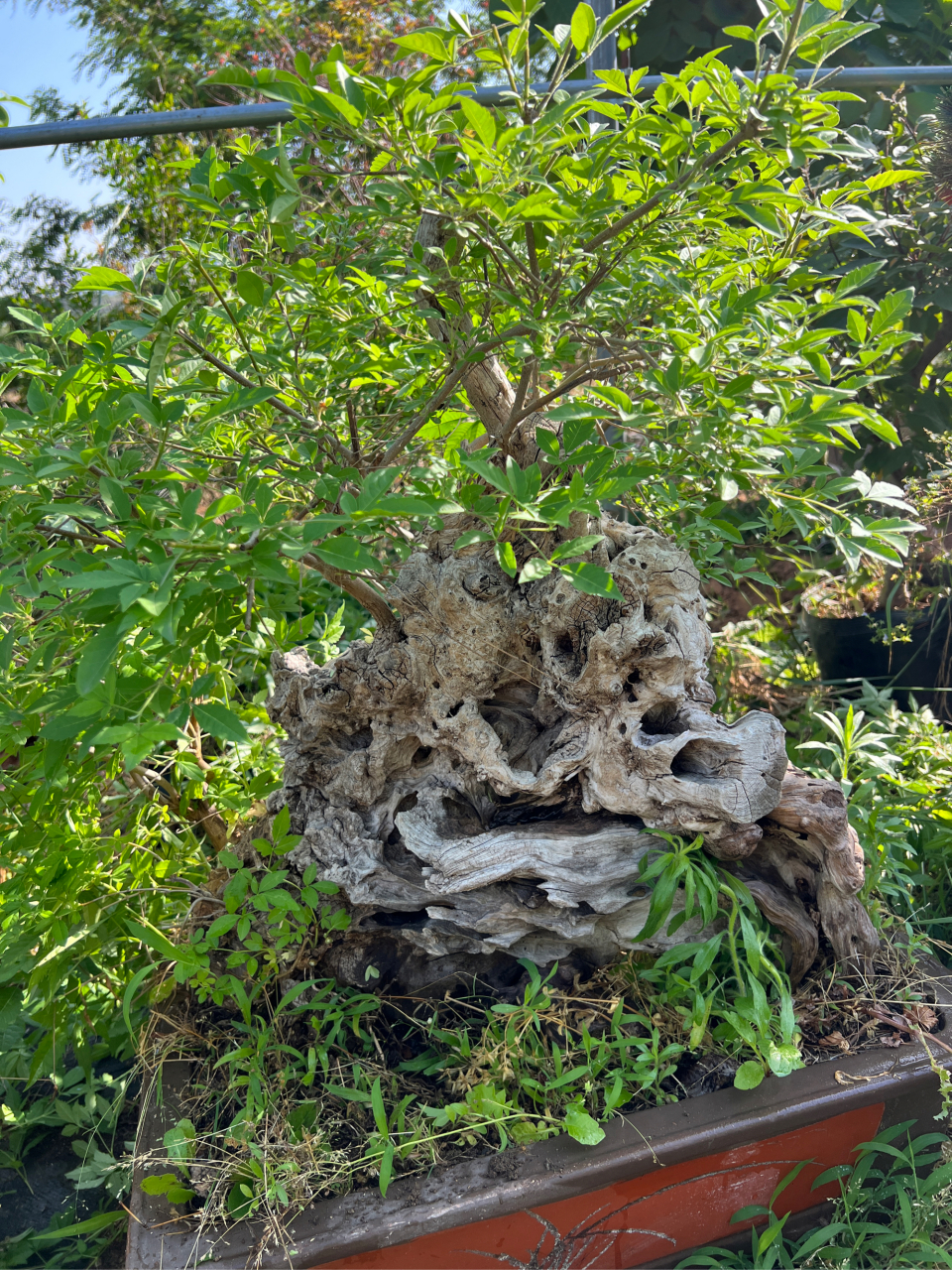 黄荆盆景开花图片大全图片