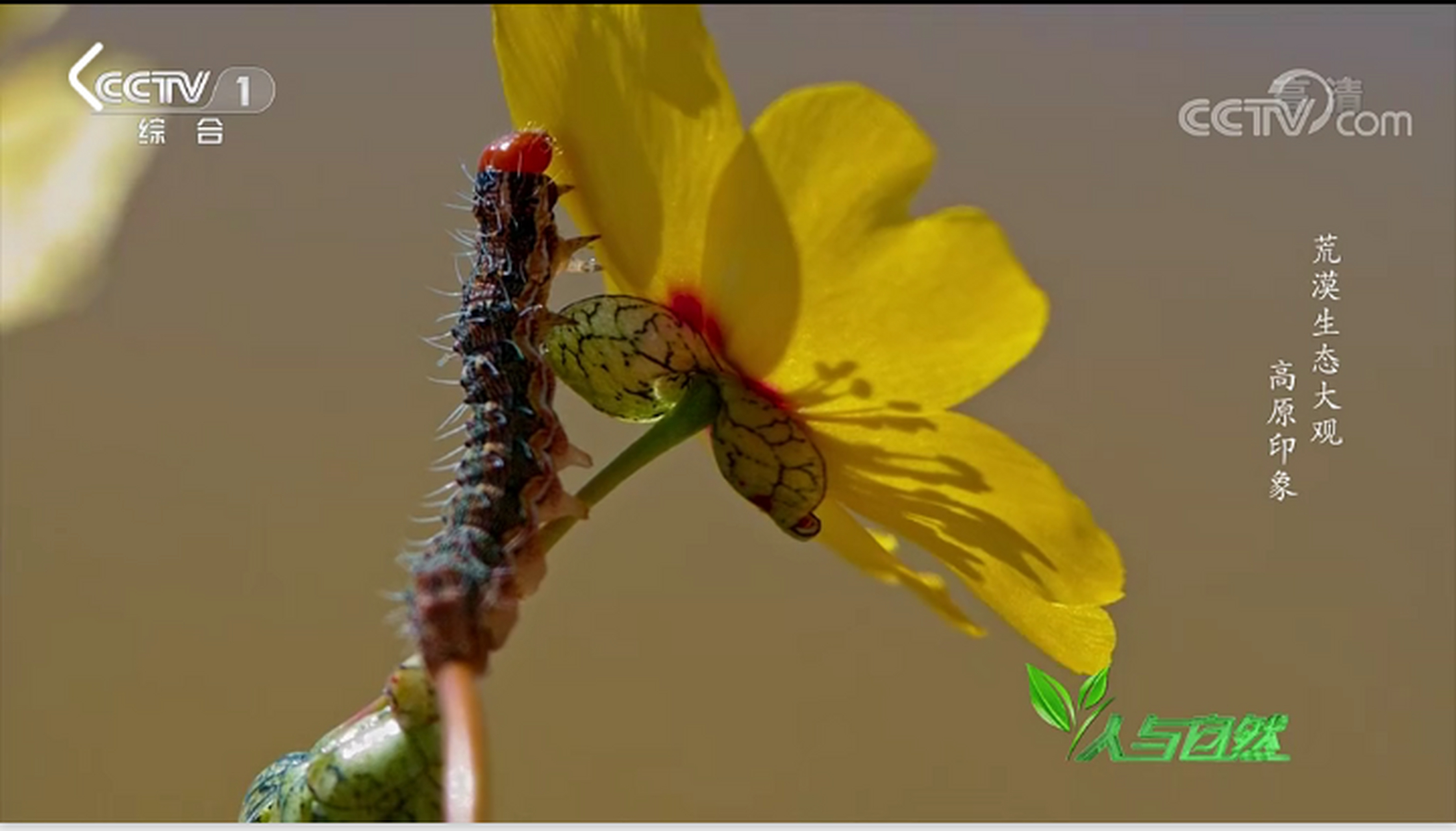 中华神箭,一箭穿心!