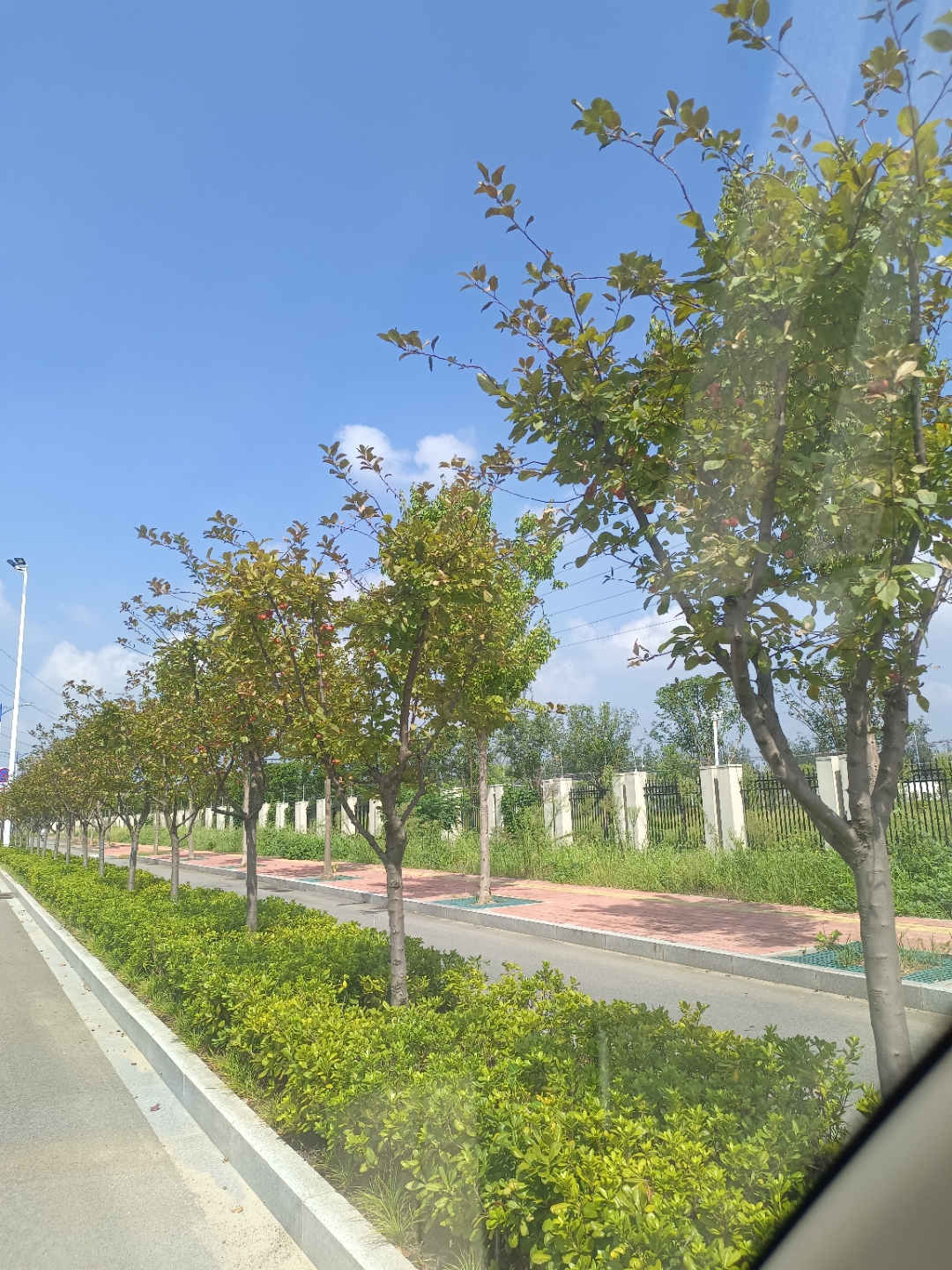 去奶奶家的路上看到两旁的绿化带上种了一排树,书上有红红的果子,像