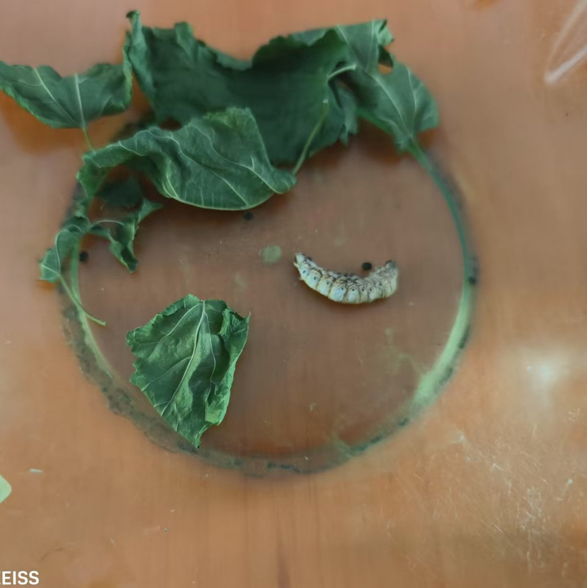 蚕为什么吐丝后就不出来了百科在线