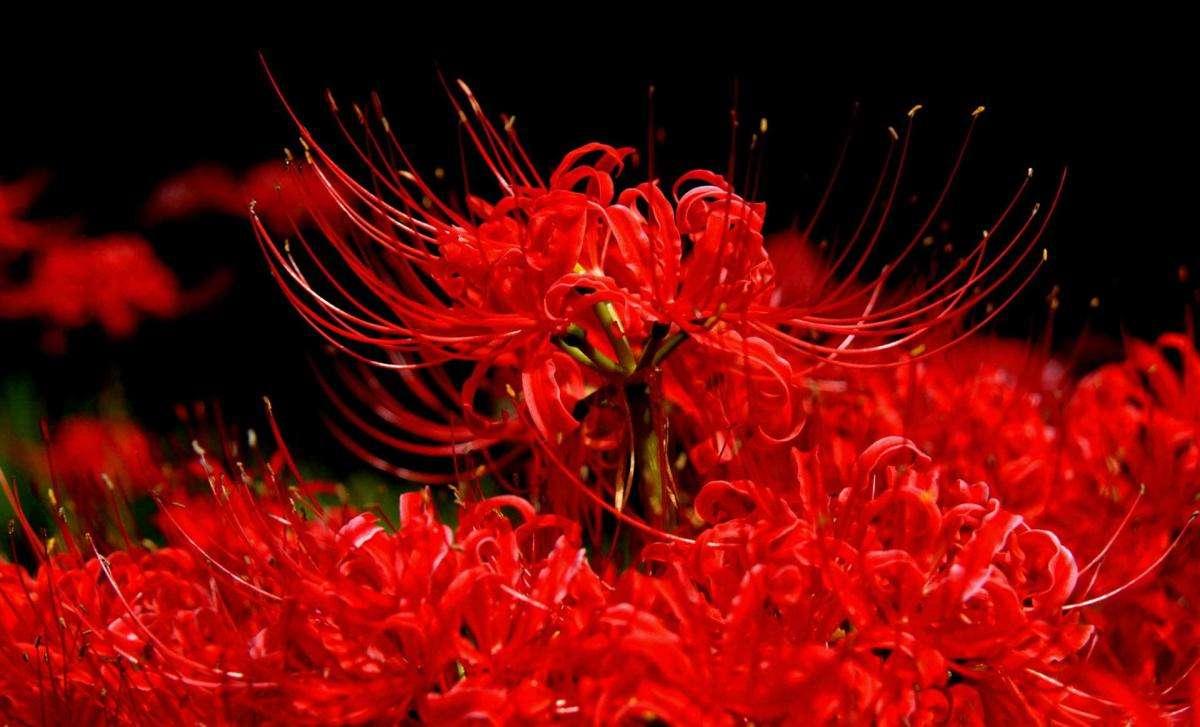 彼岸花,又称曼珠沙华,学名为红花石蒜,原产于中国