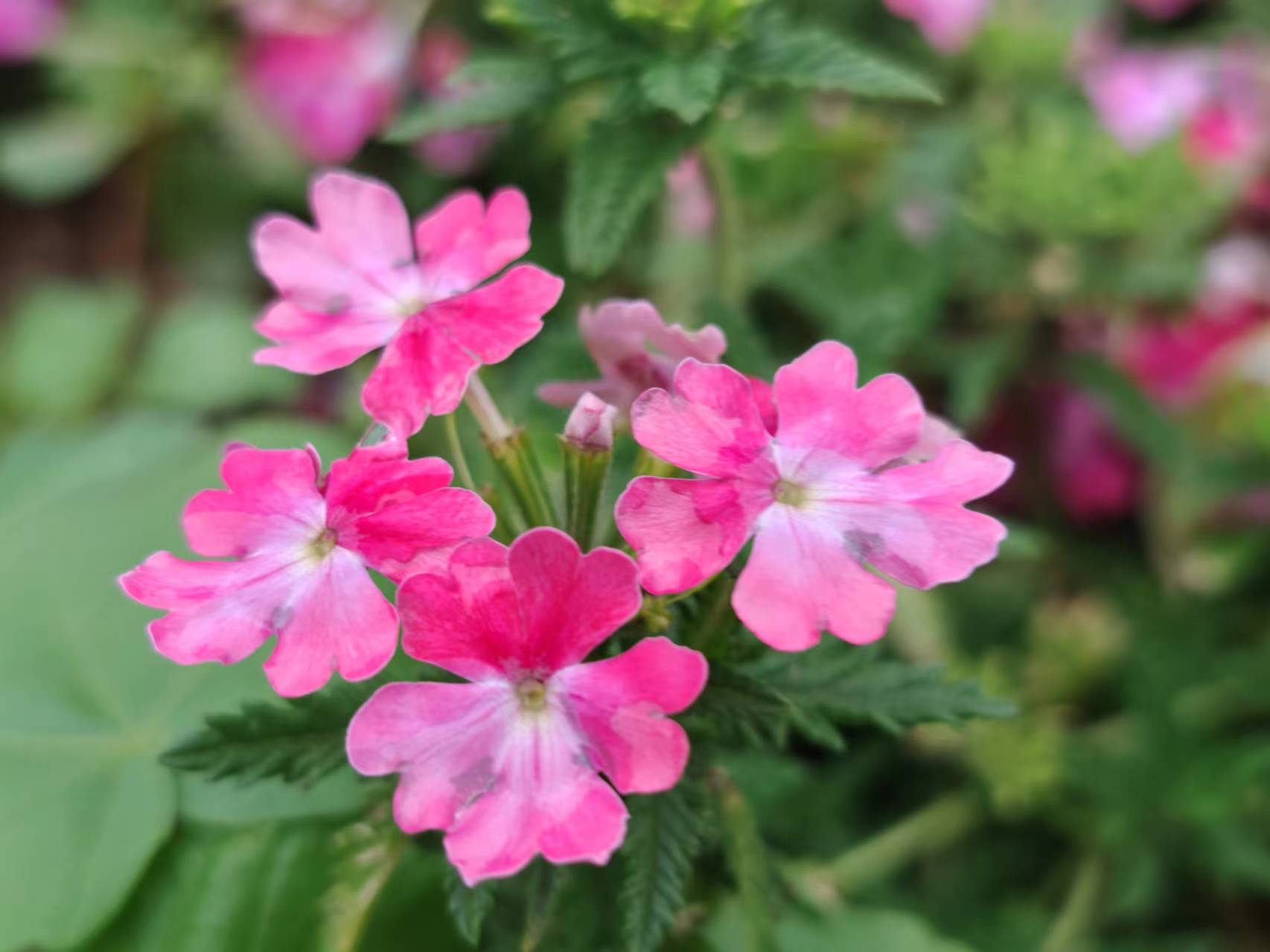 美图分享|野花,是大自然不经意的笔触,它们在田野,山坡,路旁自由生长