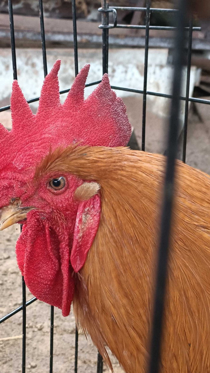 禽医王老师谈土鸡冠红毛亮长飞爪怎么办吃什么好 土鸡的冠红,毛量