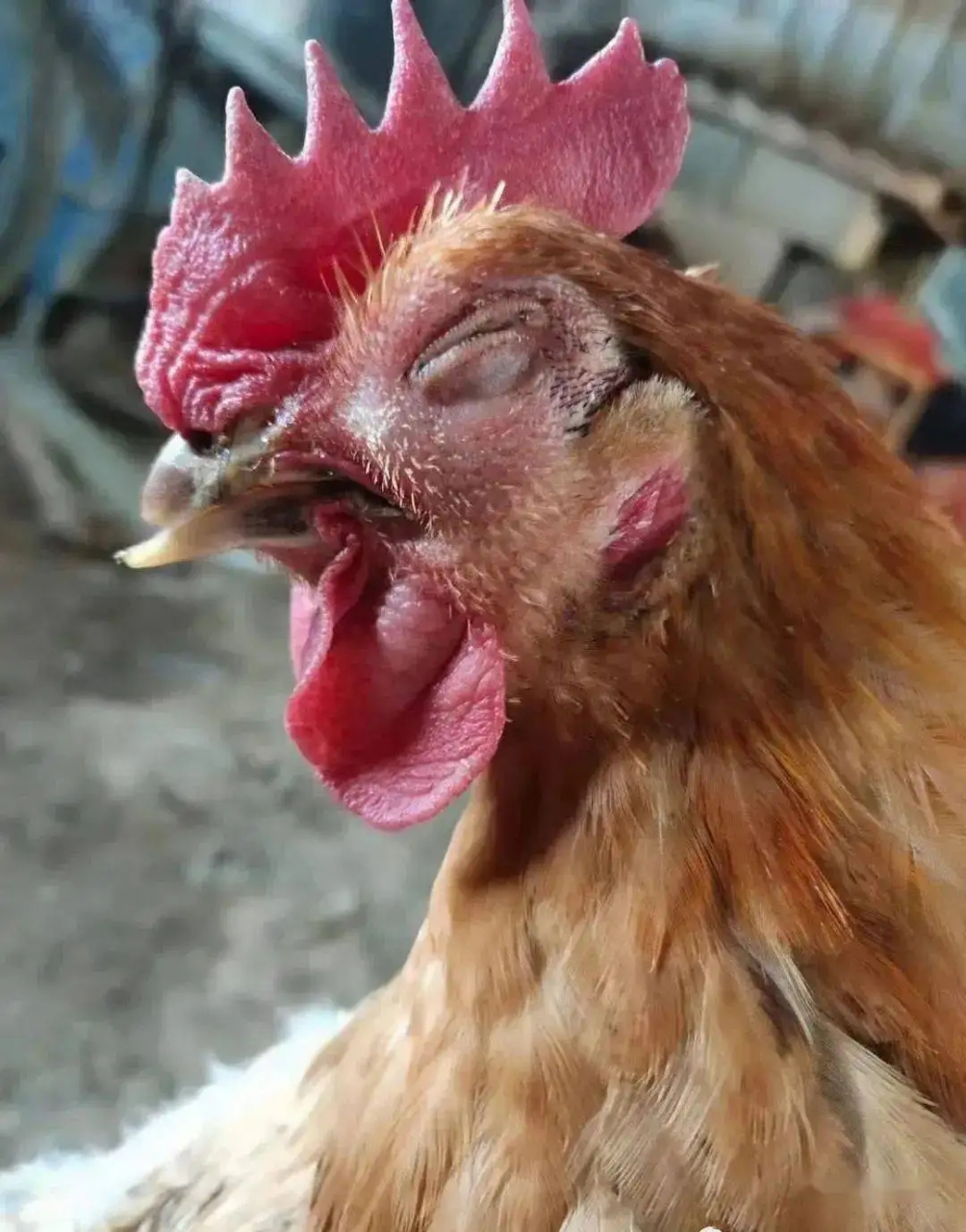 禽医王老师谈鸡脸肿是什么病怎么治斗鸡肿头肿脸喂什么好 鸡群出现肿