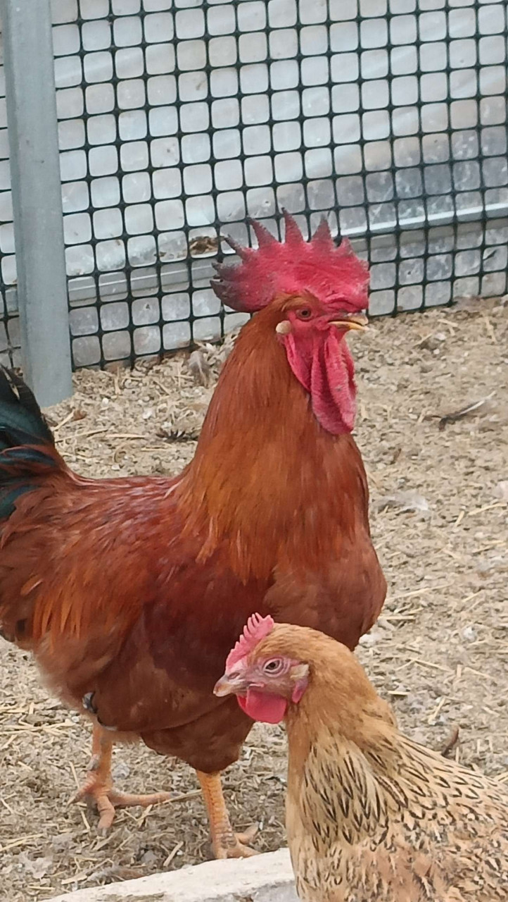 禽医王老师谈土鸡冠红毛亮长飞爪怎么办吃什么好 土鸡的冠红,毛量