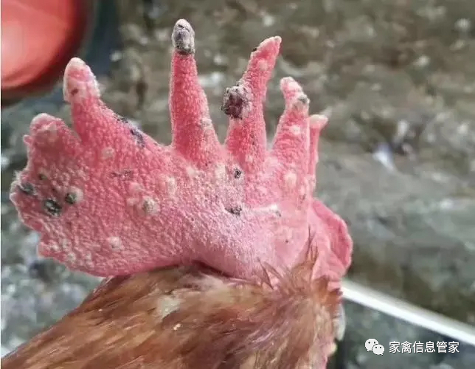 禽医王老师谈土鸡冠上长癣什么原因鸡冠上长白点用什么好 近期,有很多