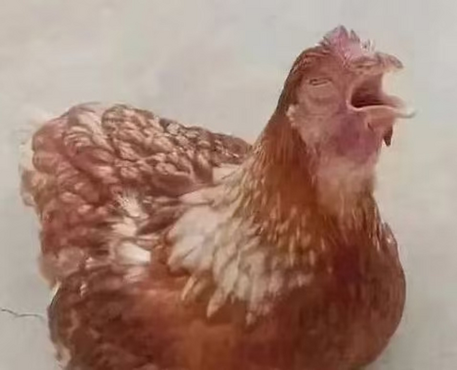 禽医王老师谈鸡肿头肿脸是什么病鸡单侧眼睛流泪什么原因 有很多养殖