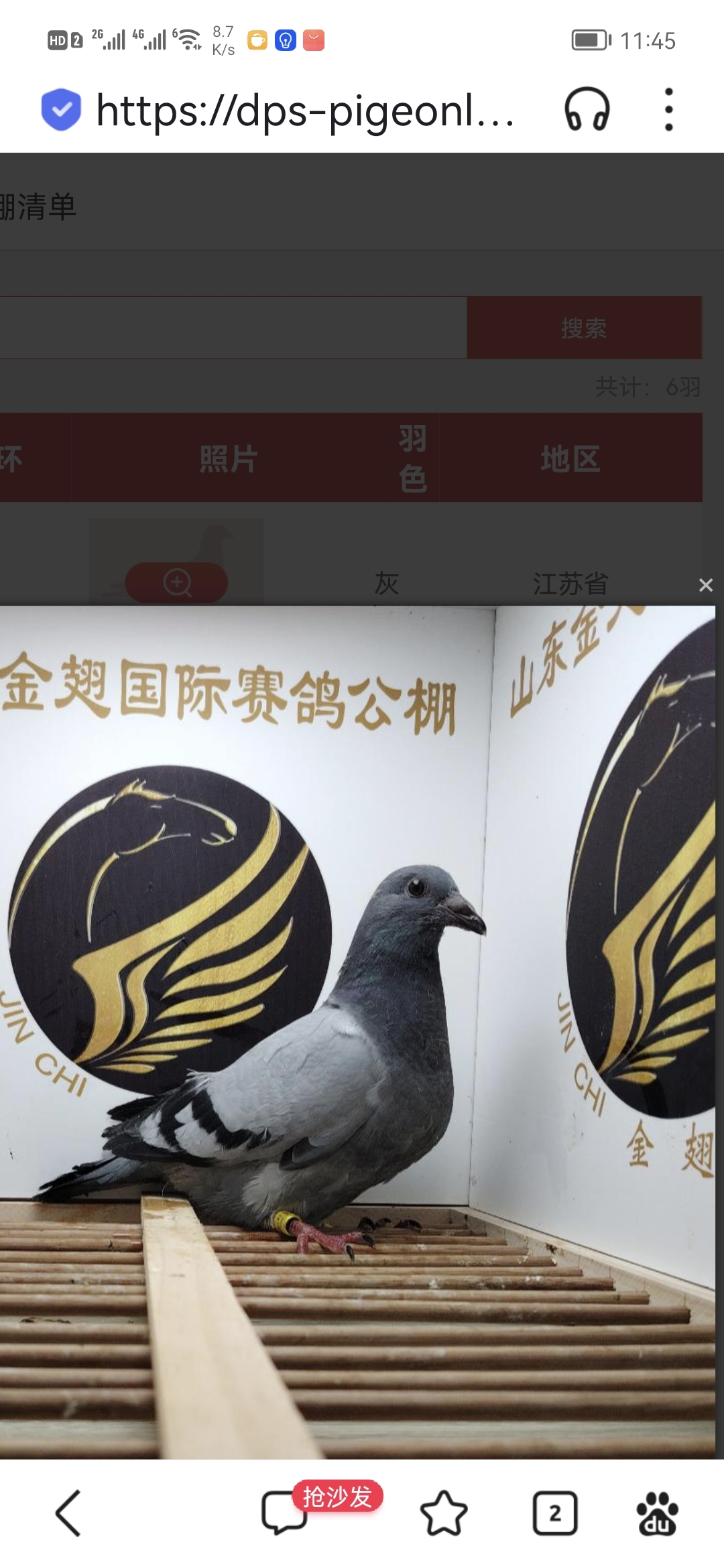 山东金翅公棚幼鸽进棚了