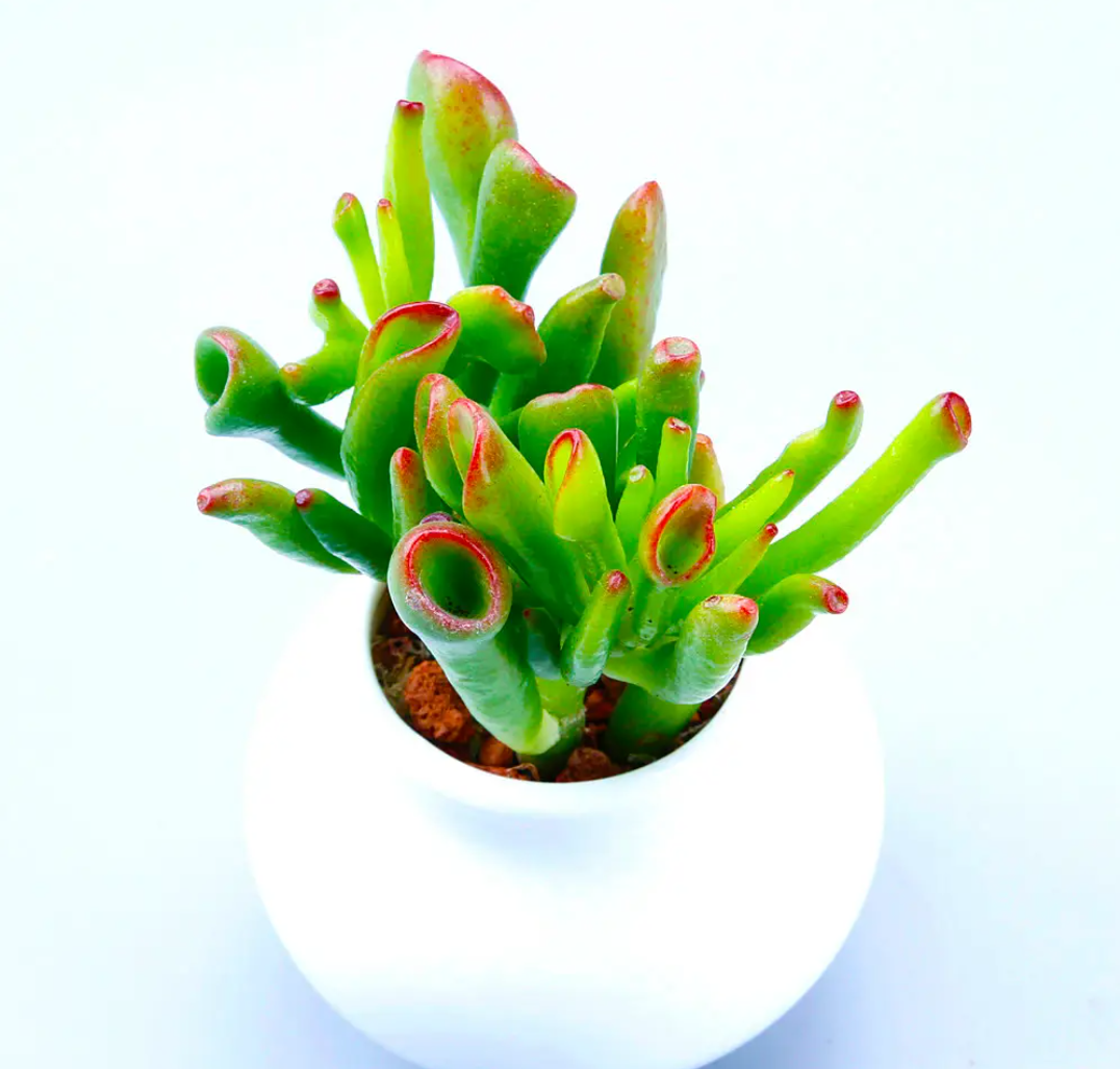 家里养盆吸财树,好看好养,别错过  多肉植物吸财树真的漂亮好养,在