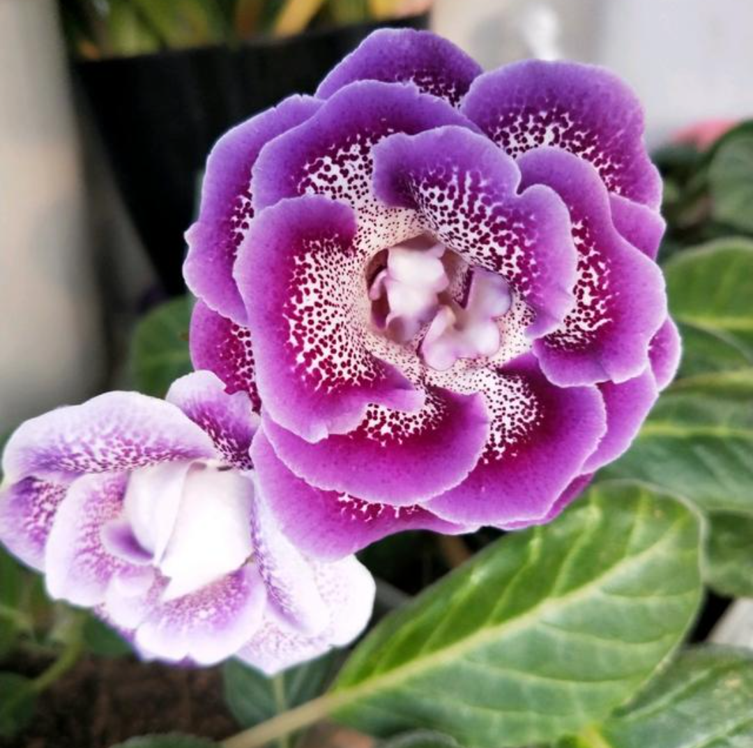 大岩桐,叶大花美,养在家里真不错  对于喜欢开花植物的朋友来说,冬季