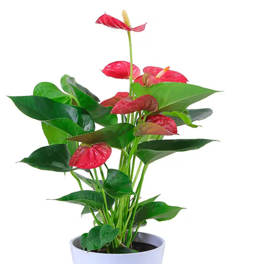 红掌耐阴好养,开花美,现在赶紧养起来  红掌是室内优良盆栽花,它的