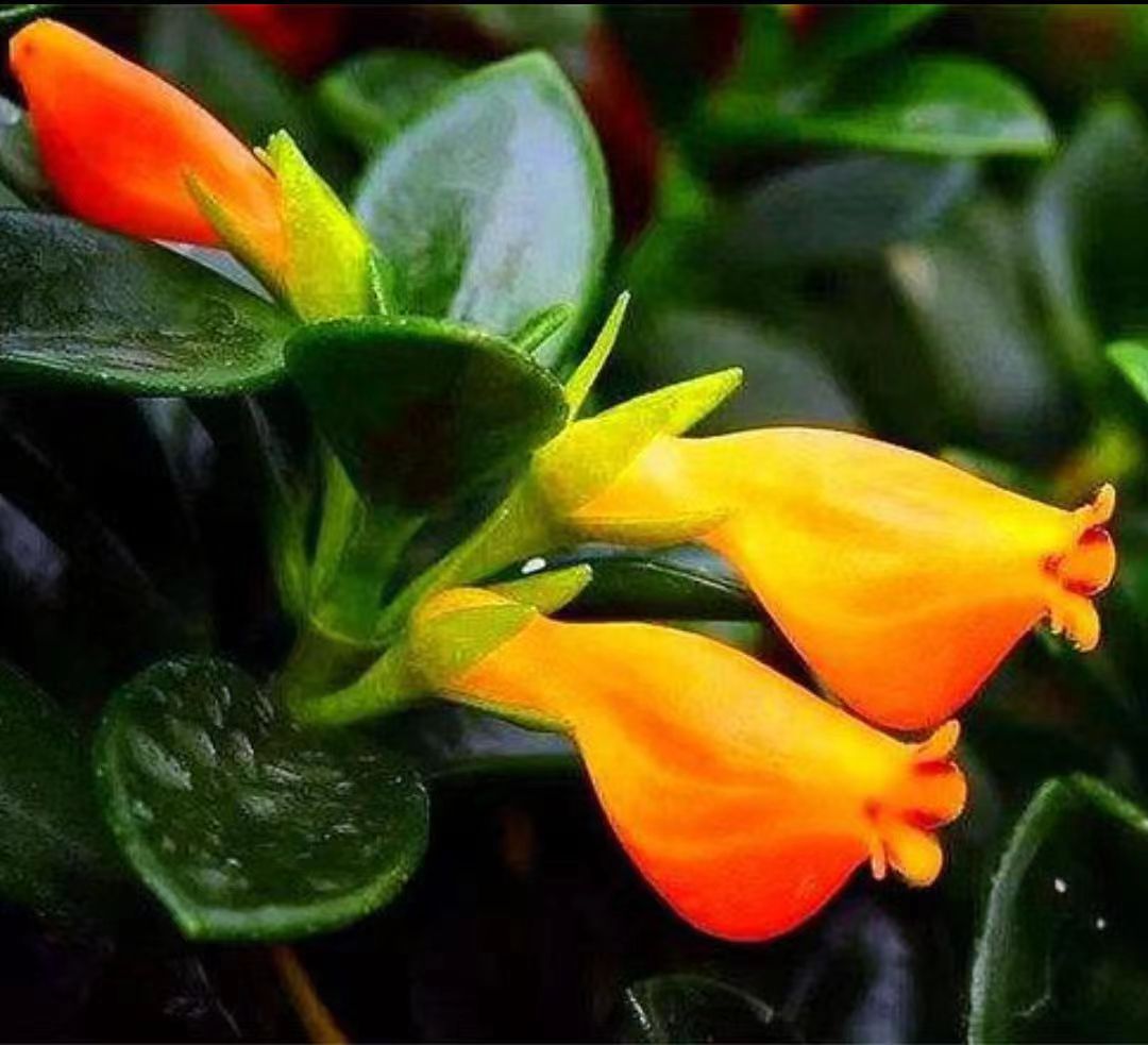 花朵奇特又漂亮,喜欢就养一盆  金鱼吊兰是观叶又观花植物,它的叶片