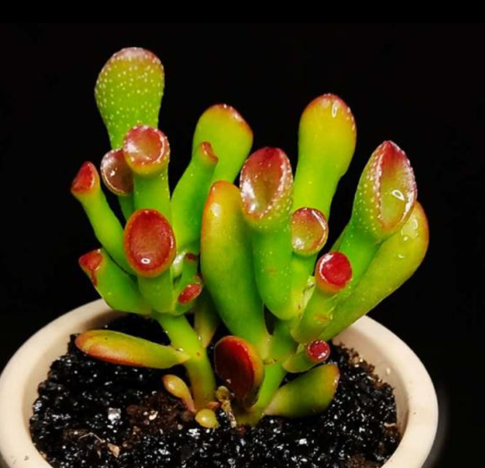 家里养盆吸财树,好看好养,别错过  多肉植物吸财树真的漂亮好养,在