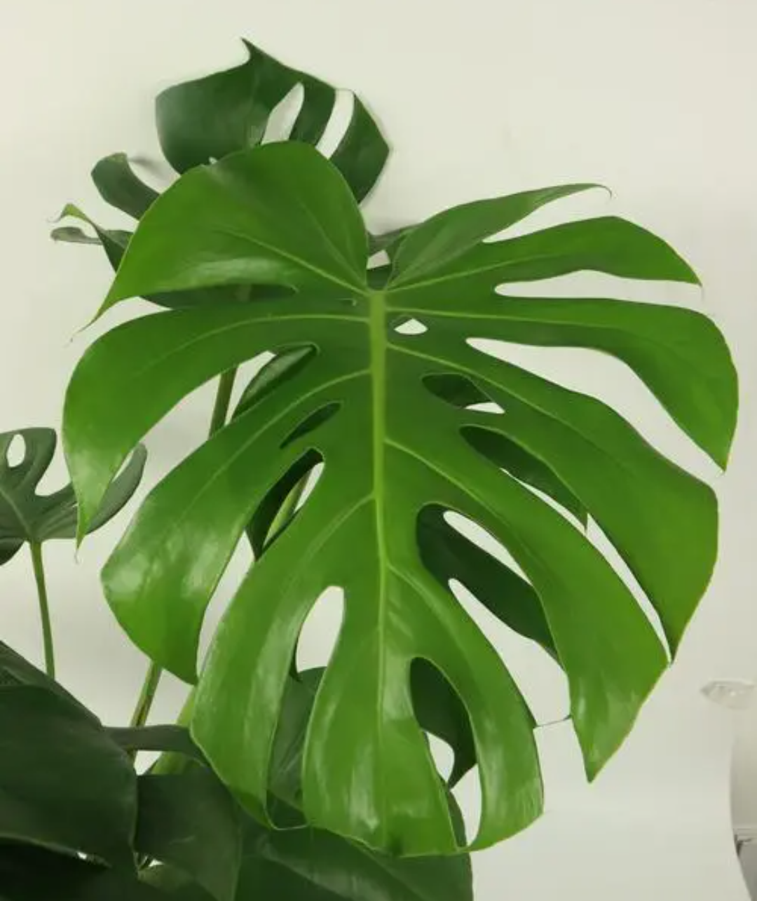 龟背竹,养在家里寓意好,叶片大又好看