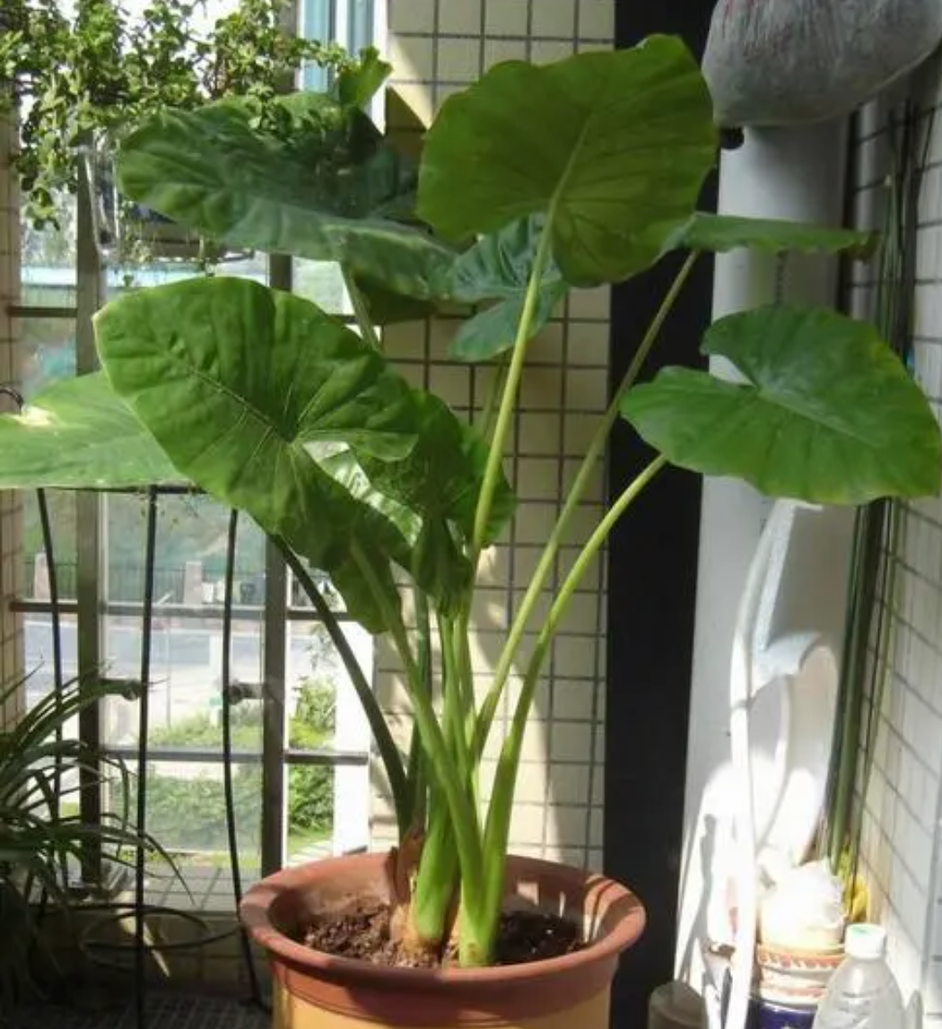 滴水观音,叶子碧绿肥大,可以净化空气  滴水观音是大叶观叶植物,它的