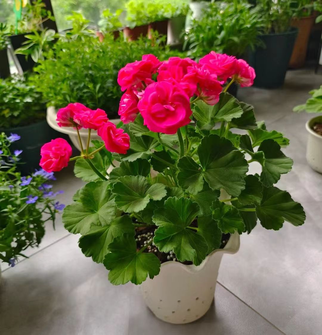 天竺葵开花才美,花期长又惹人爱