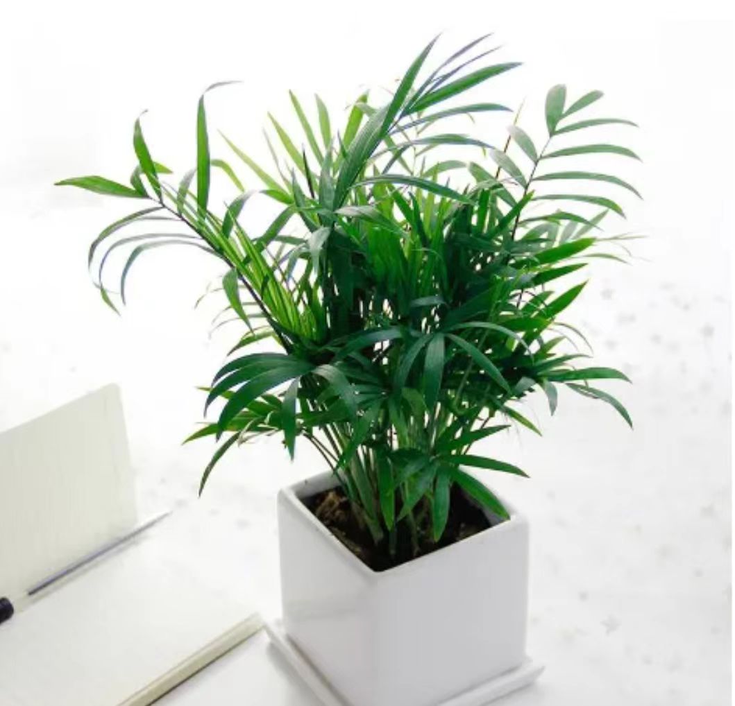 喜欢观叶植物的朋友,养一盆袖珍椰子较合适,它耐阴好养护,尤其是