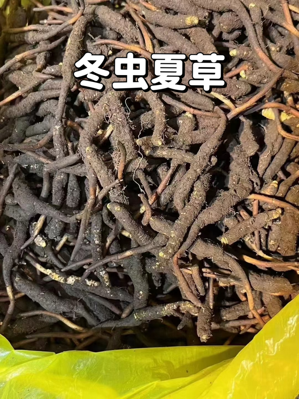 昆虫中药认识大全图片图片