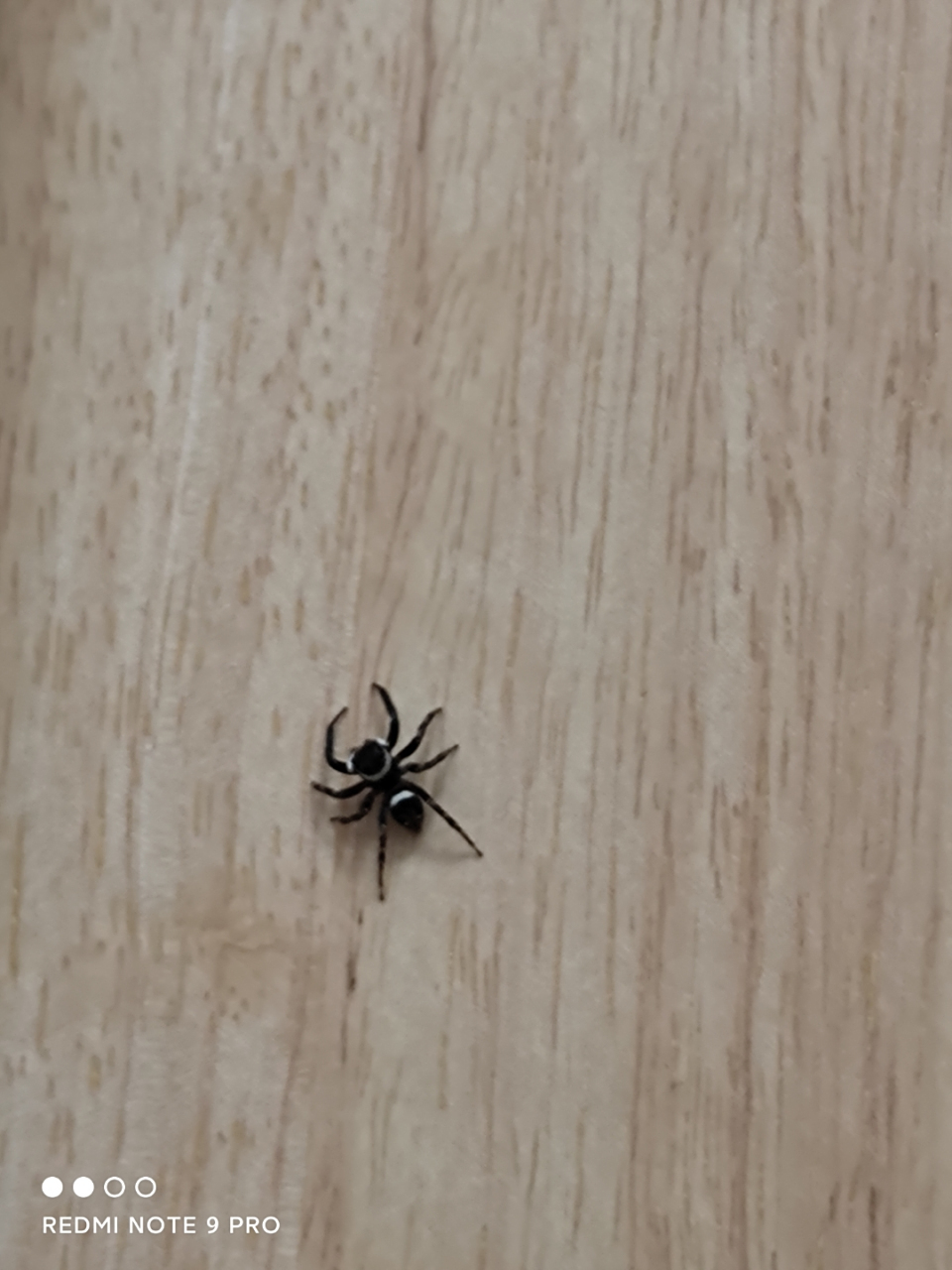 一只黑白条纹的蜘蛛子