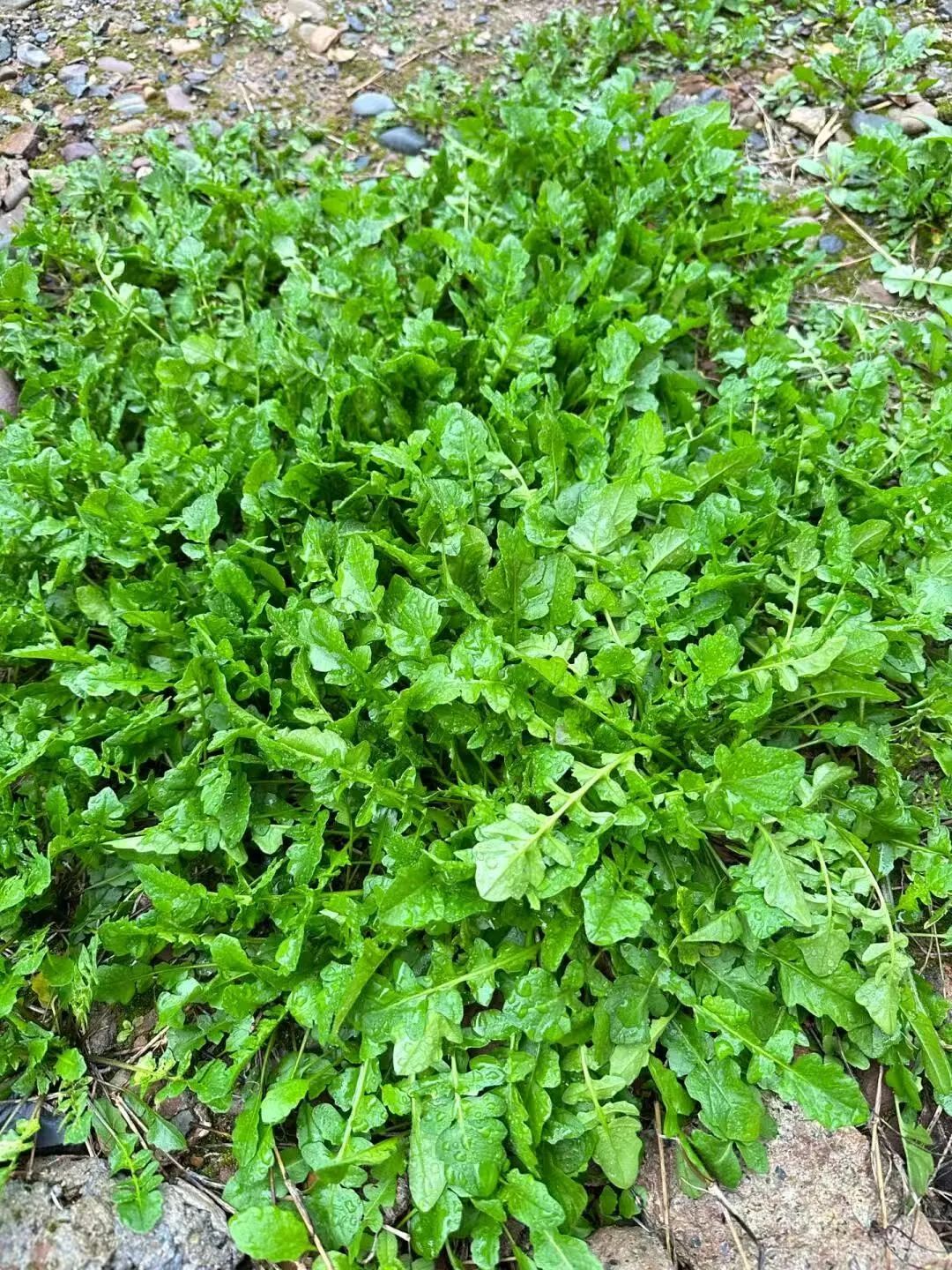 这野菜长得真鲜嫩挖点回家城里很难见到