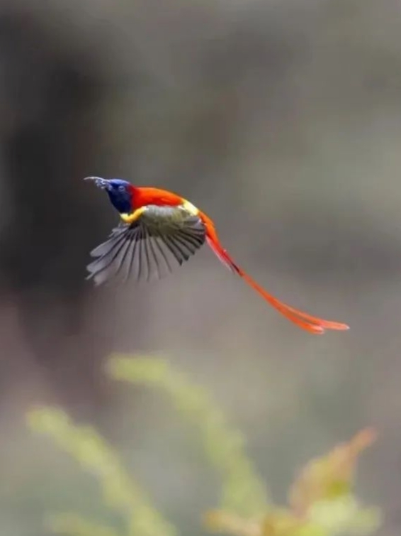 有"小凤凰"之称的火尾太阳鸟来啦