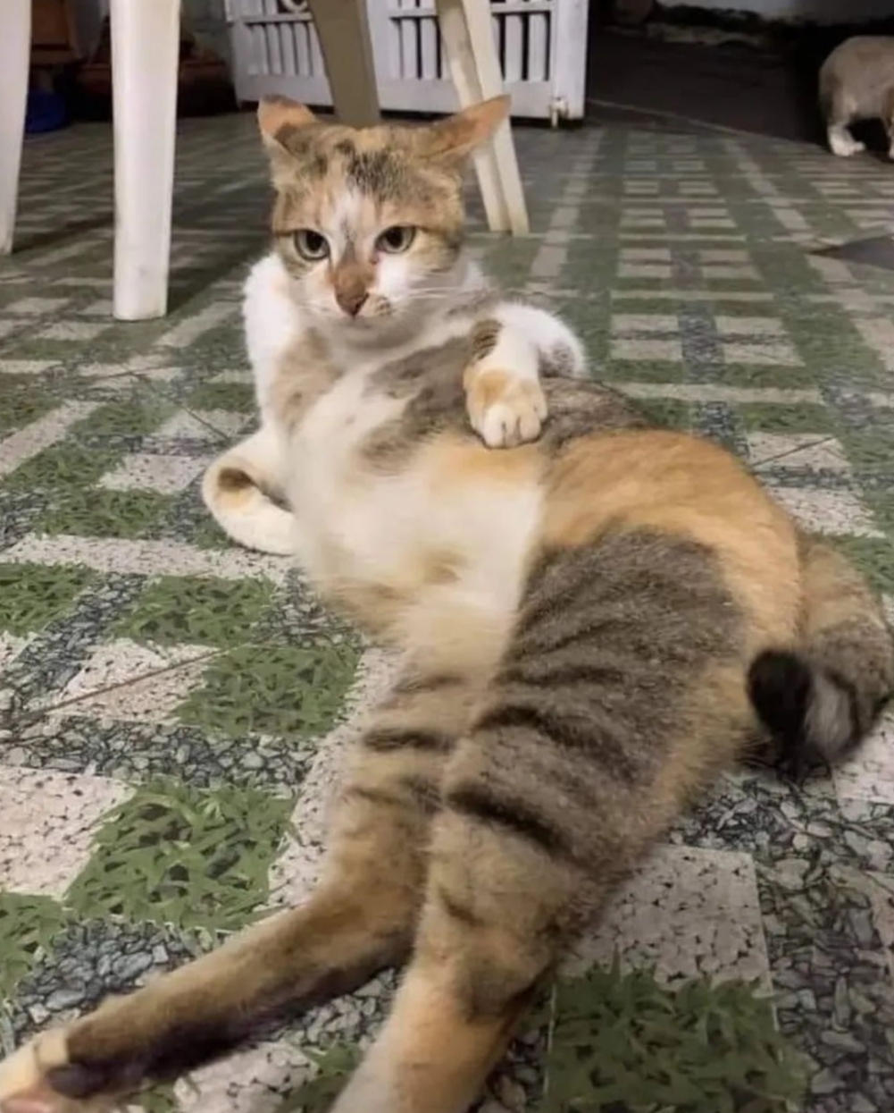 瞧那大长腿猫咪,啥创意呀!