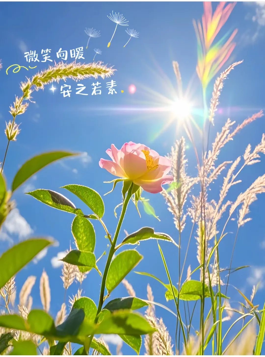 向暖的图片微笑向暖图片微笑向暖图片壁纸微风吹拂唯美做自己的阳光