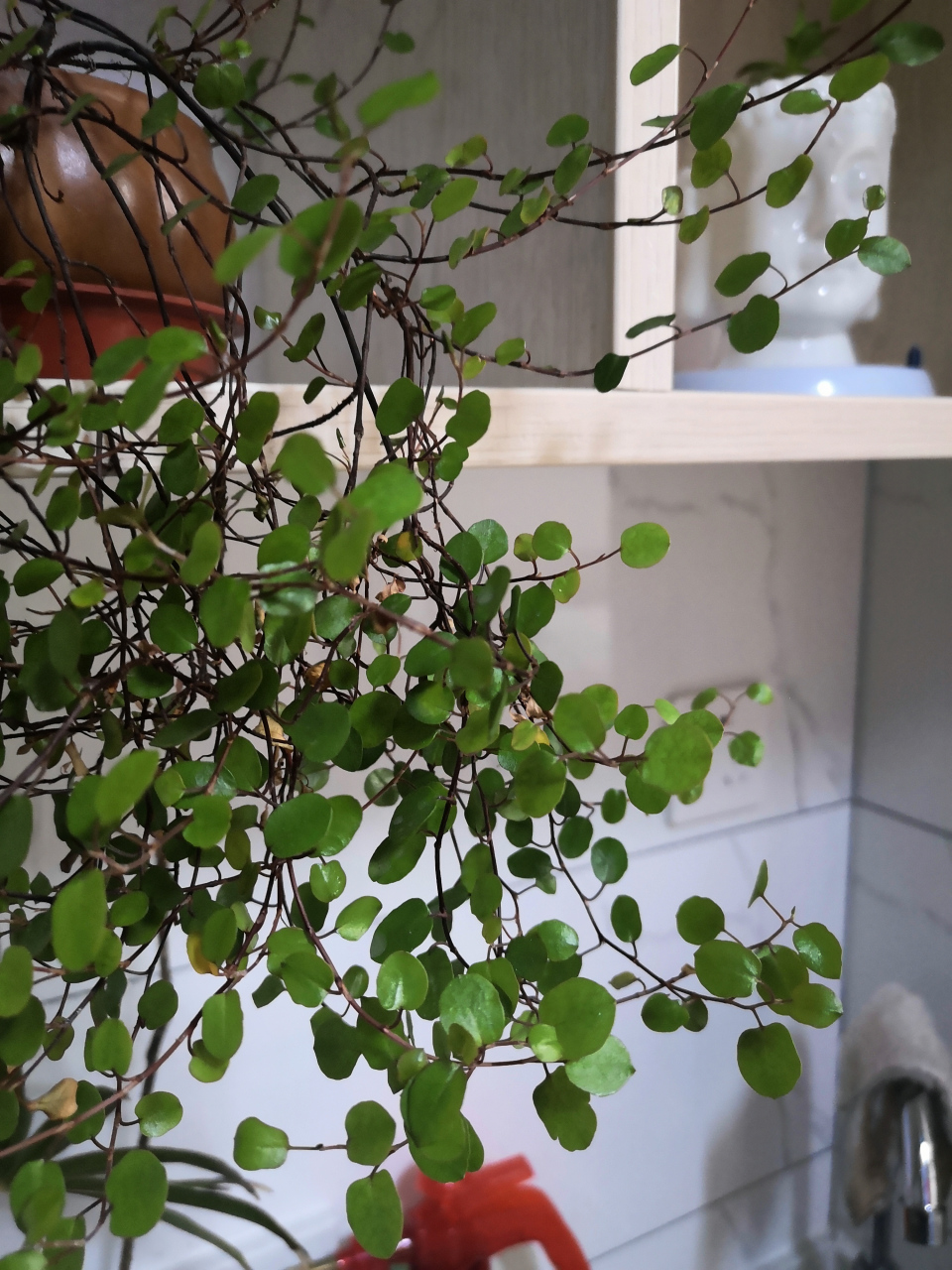 千叶吊兰怎么养(千叶吊兰怎么养才能爆盆)