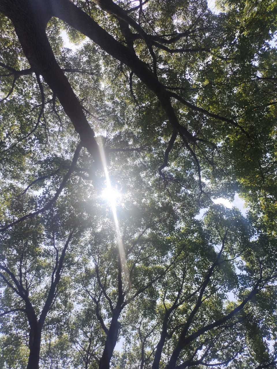 娇阳似火,高温帷幕徐徐拉开.