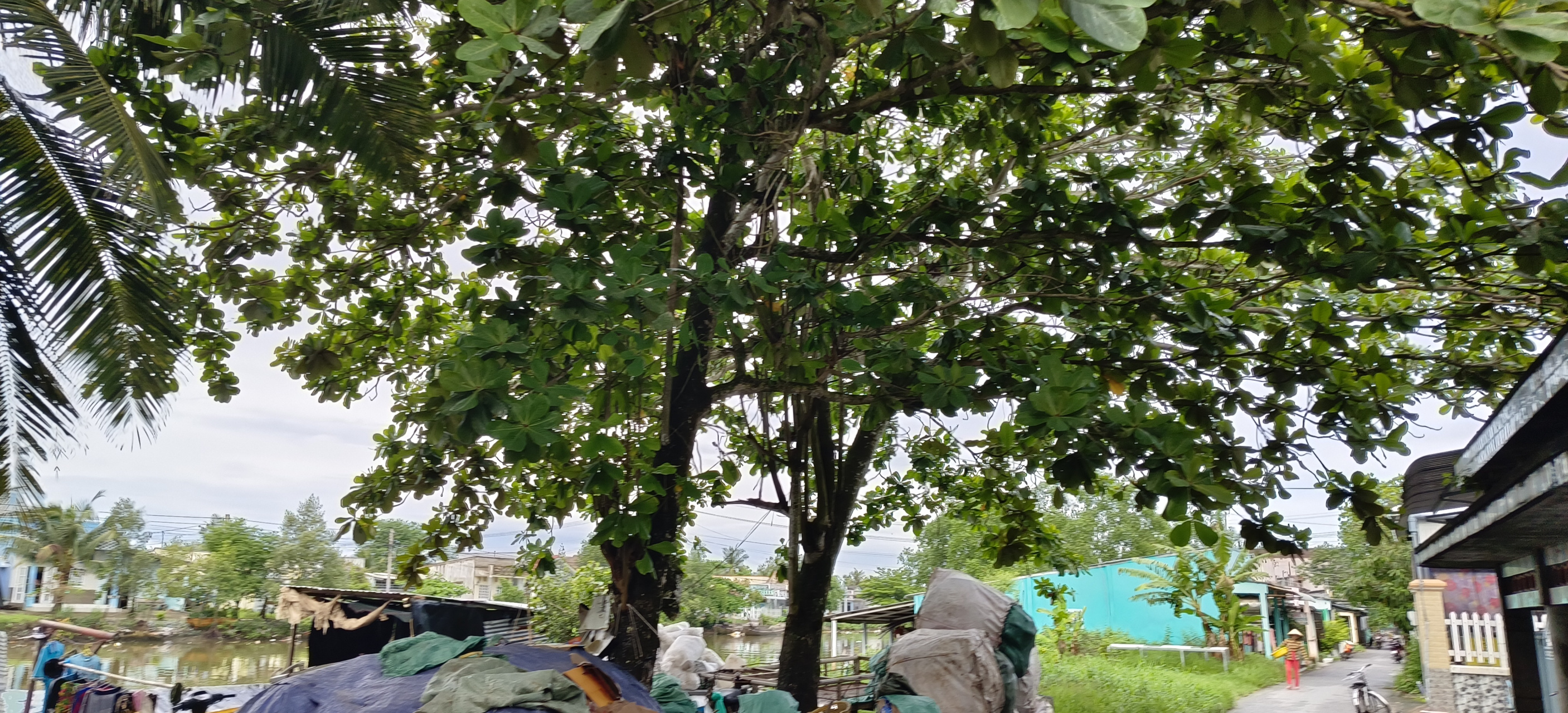 越南乡镇,早上小路河边牛角树四季长青,河水共饮树木不干