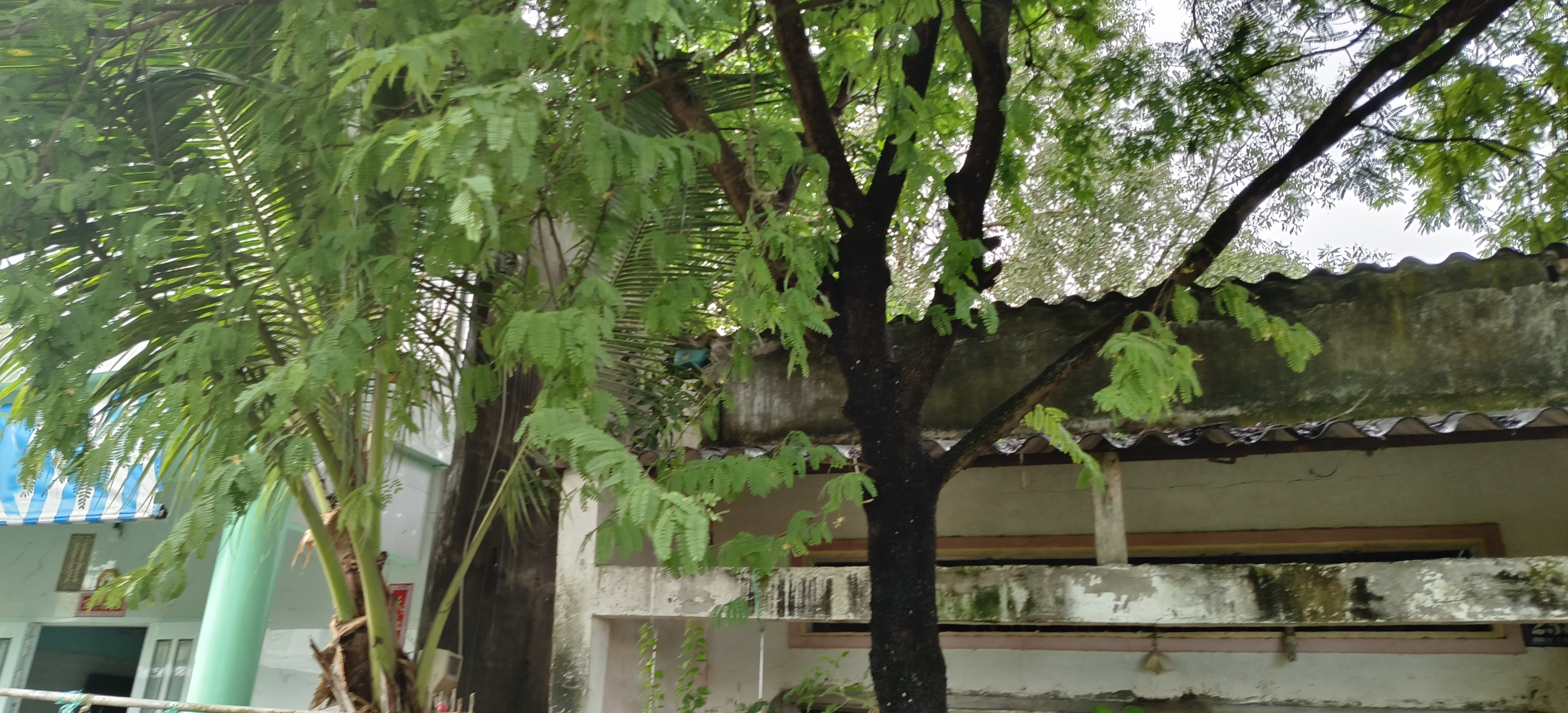 越南乡镇,早上小路河边牛角树四季长青,河水共饮树木不干