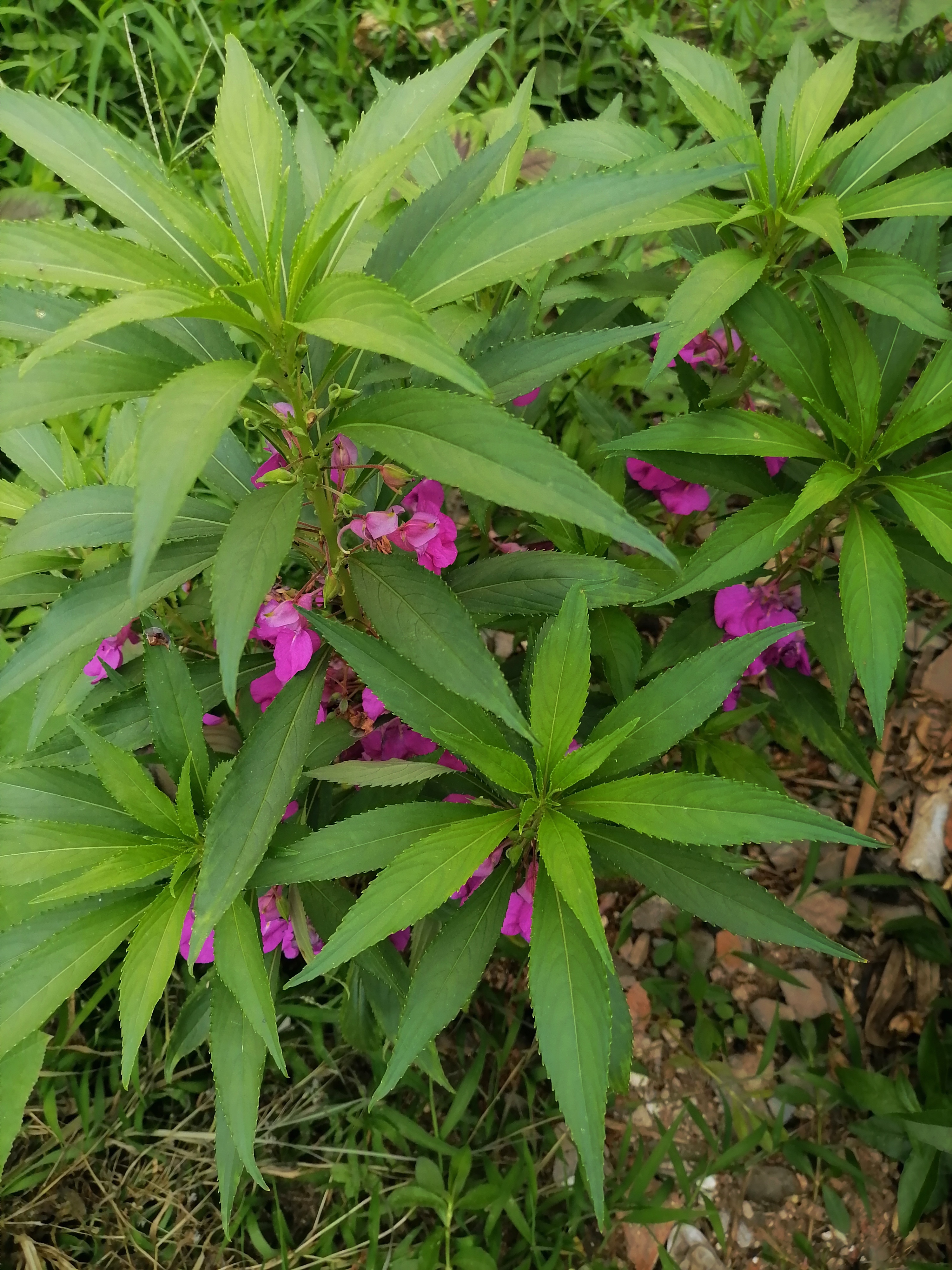 凤仙花是花坛庭前常见的草花,也适于盆栽;凤仙花性冷,味甘苦,具有祛风