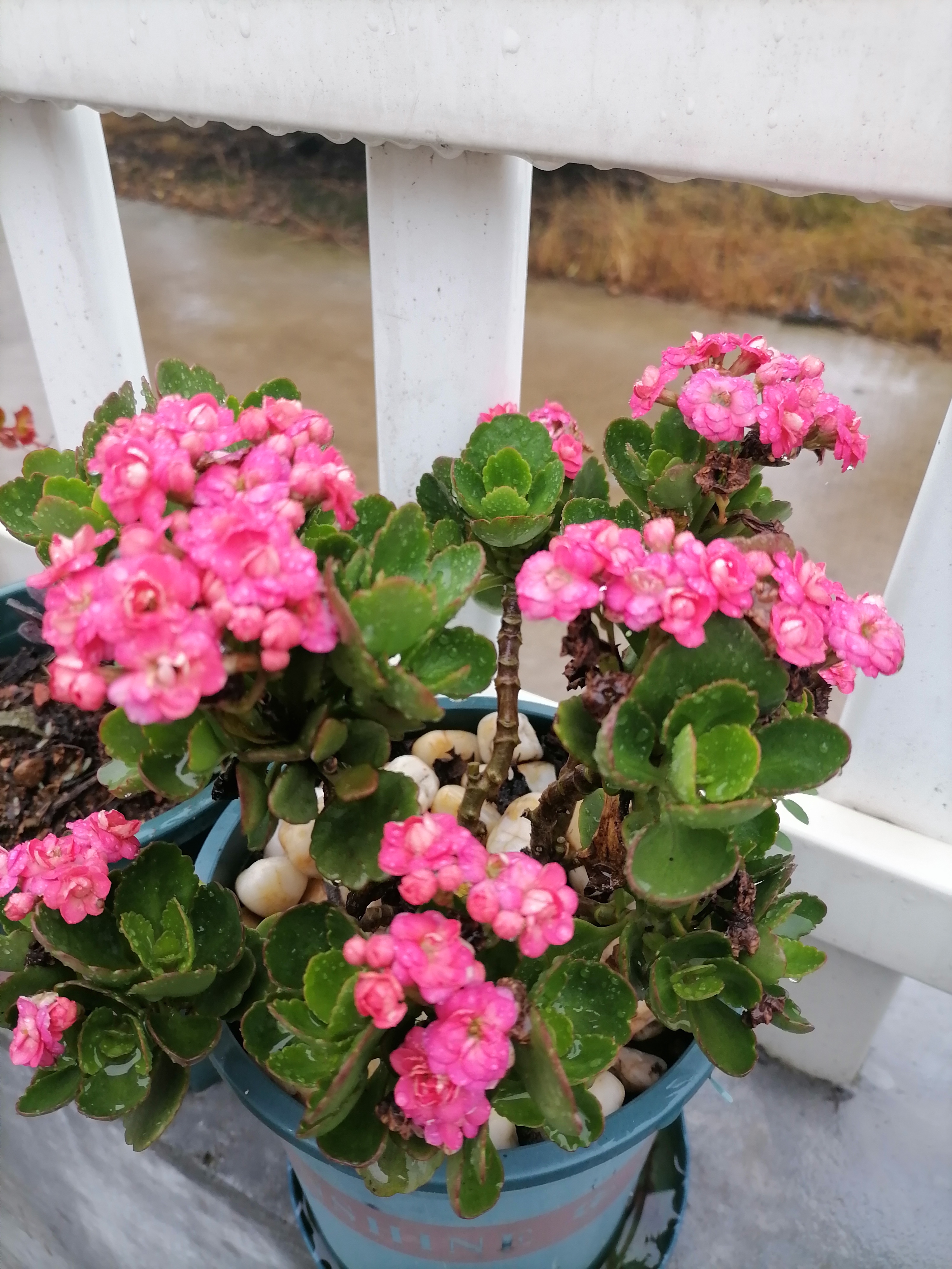 这种长寿花第一次开花是在1月底2月初,然后花期一直会持续到4月初花 