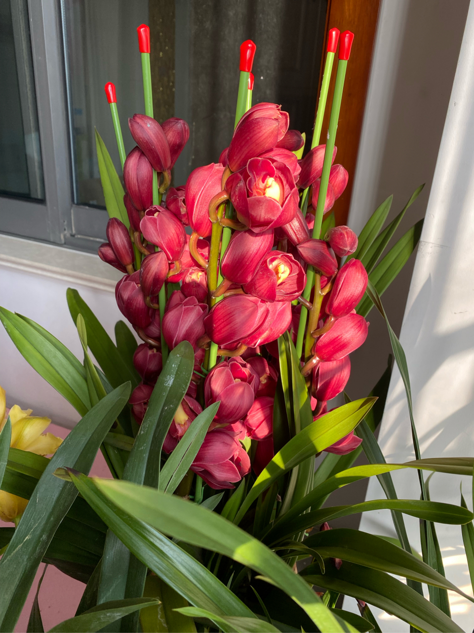 大花蕙兰,初见惊艳,再见倾心,阳光下的大红袍是真的美哭～ 还有黄金小