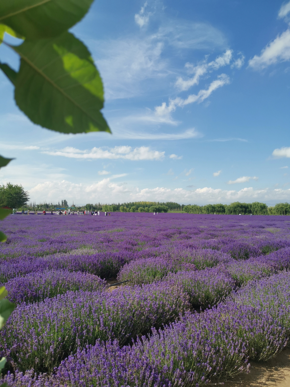 大美新疆 6月伊宁的薰衣草花海