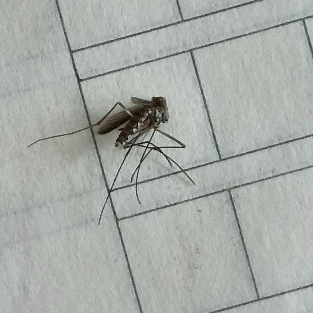 巨型蚊子,怎么会出现这么大的蚊子,好几公分,这社会,生物都变异的这么