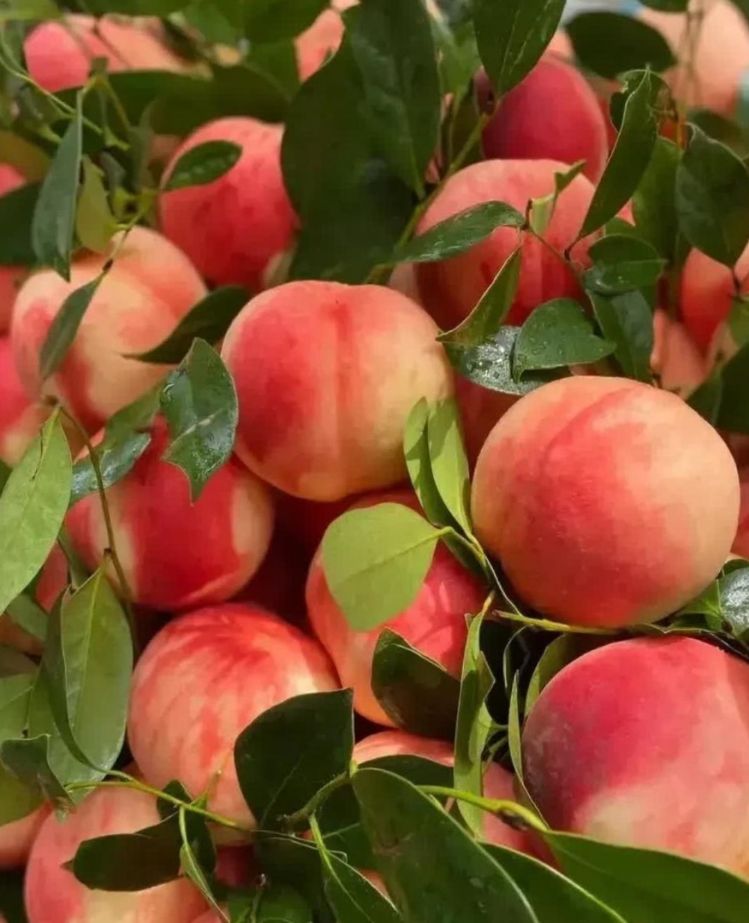 今天早上碰到一个卖桃的,拉了满满一车桃子,看上去水灵灵的,极为新鲜