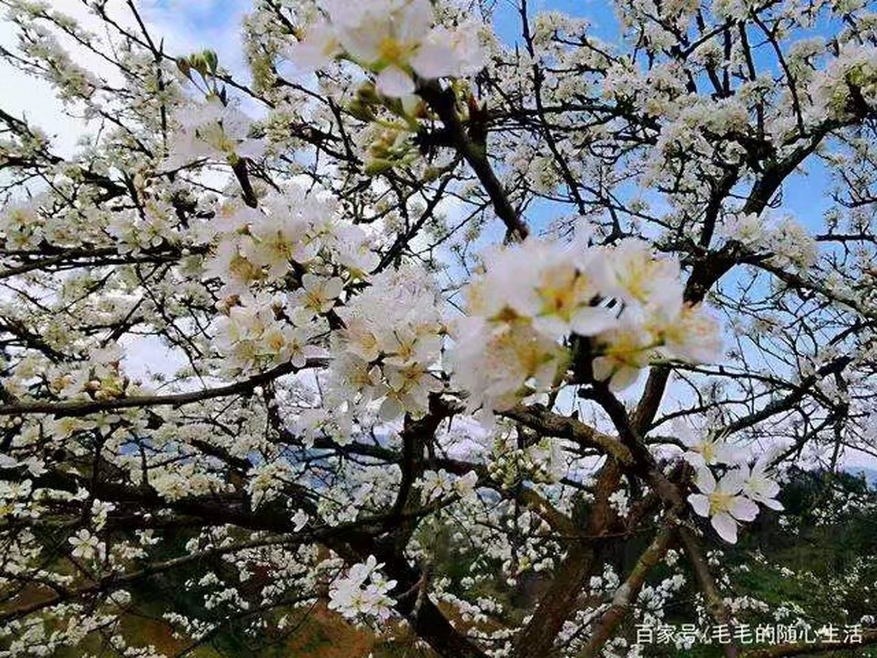 春苑花开  李白桃红竞一台,清风酥雨共吟怀.