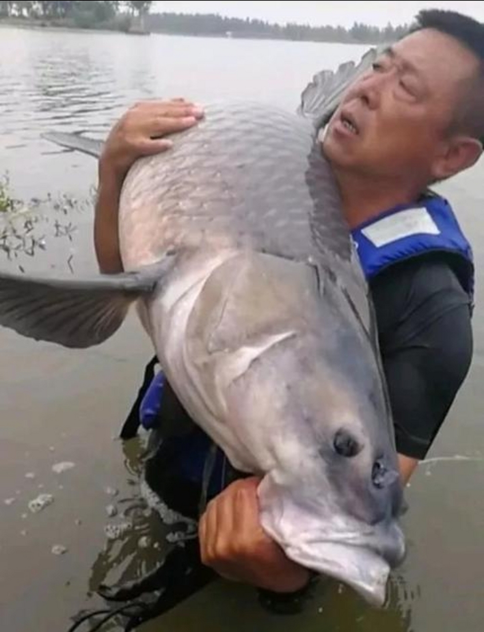 青鱼与草鱼的区别,为什么现在养青鱼的人少 青鱼和草鱼都是我国淡水