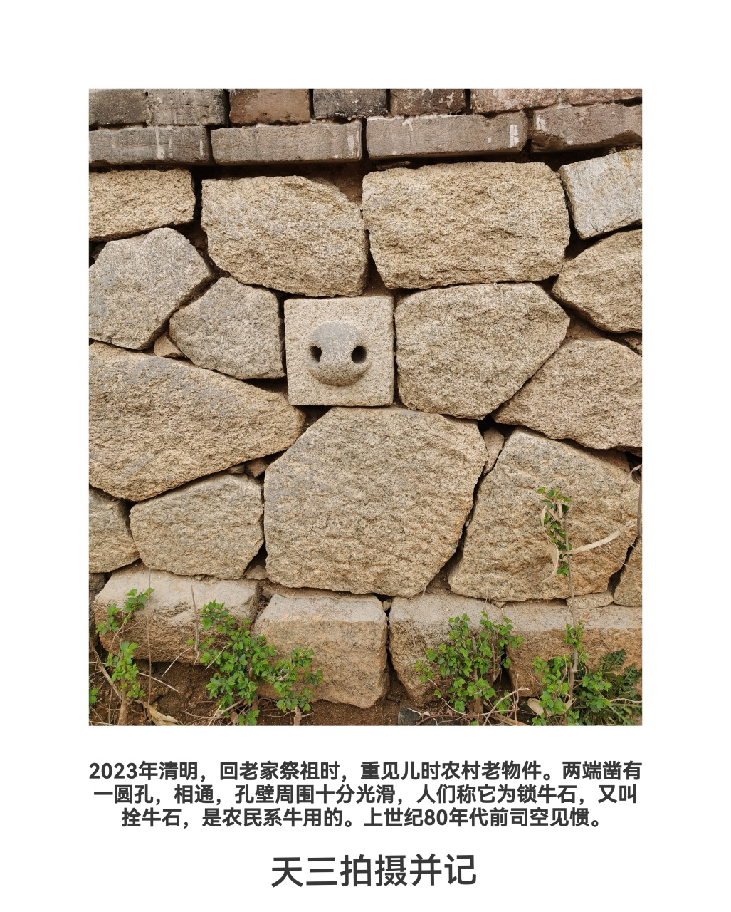 老物件,拴牛石. 天三拍摄于掖县坎上村