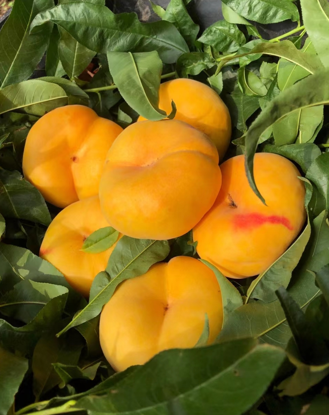 美好的采摘周末～平谷大桃之九号水蜜桃,黄毛蟠,离核十四号,白油蟠桃