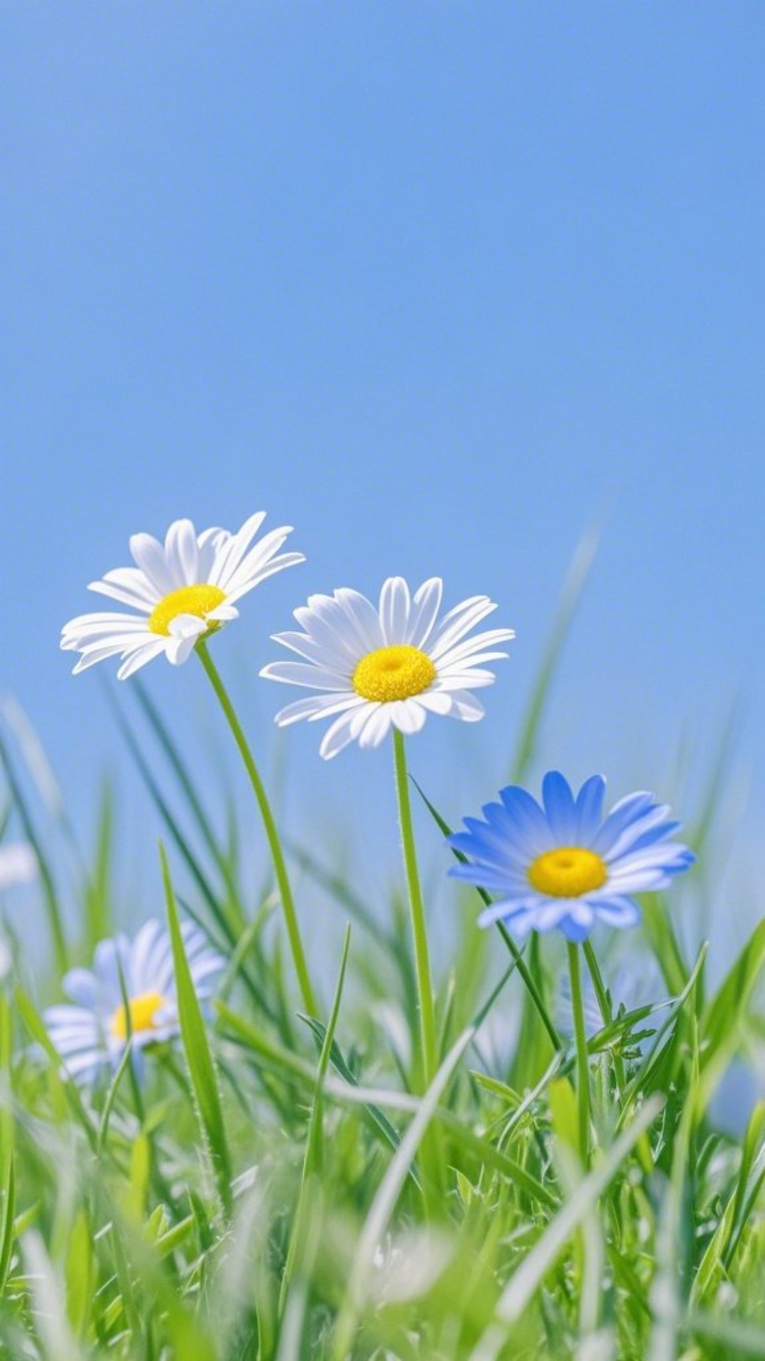 湖边的雏菊花海,美得像一幅画,周末约起?