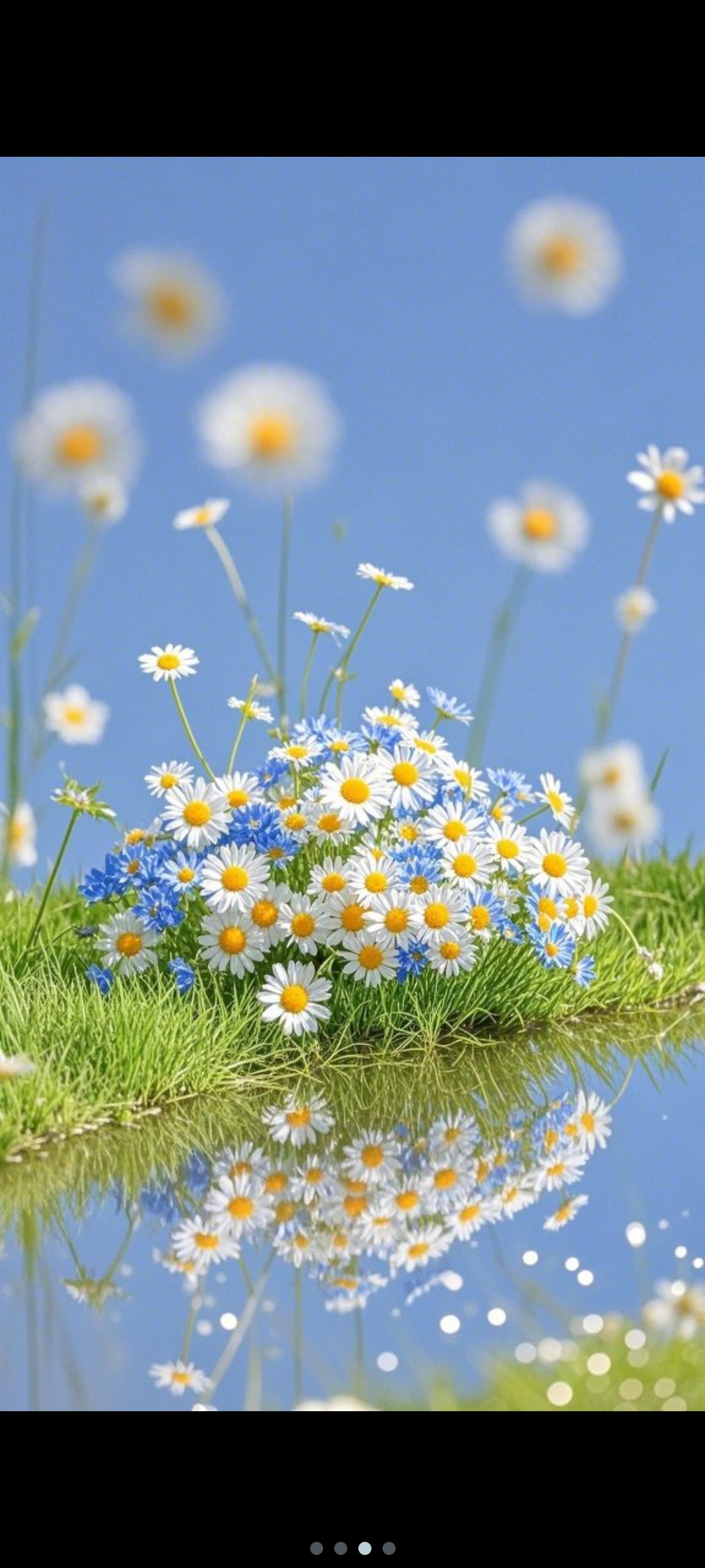 湖边的雏菊花海,美得像一幅画,周末约起?